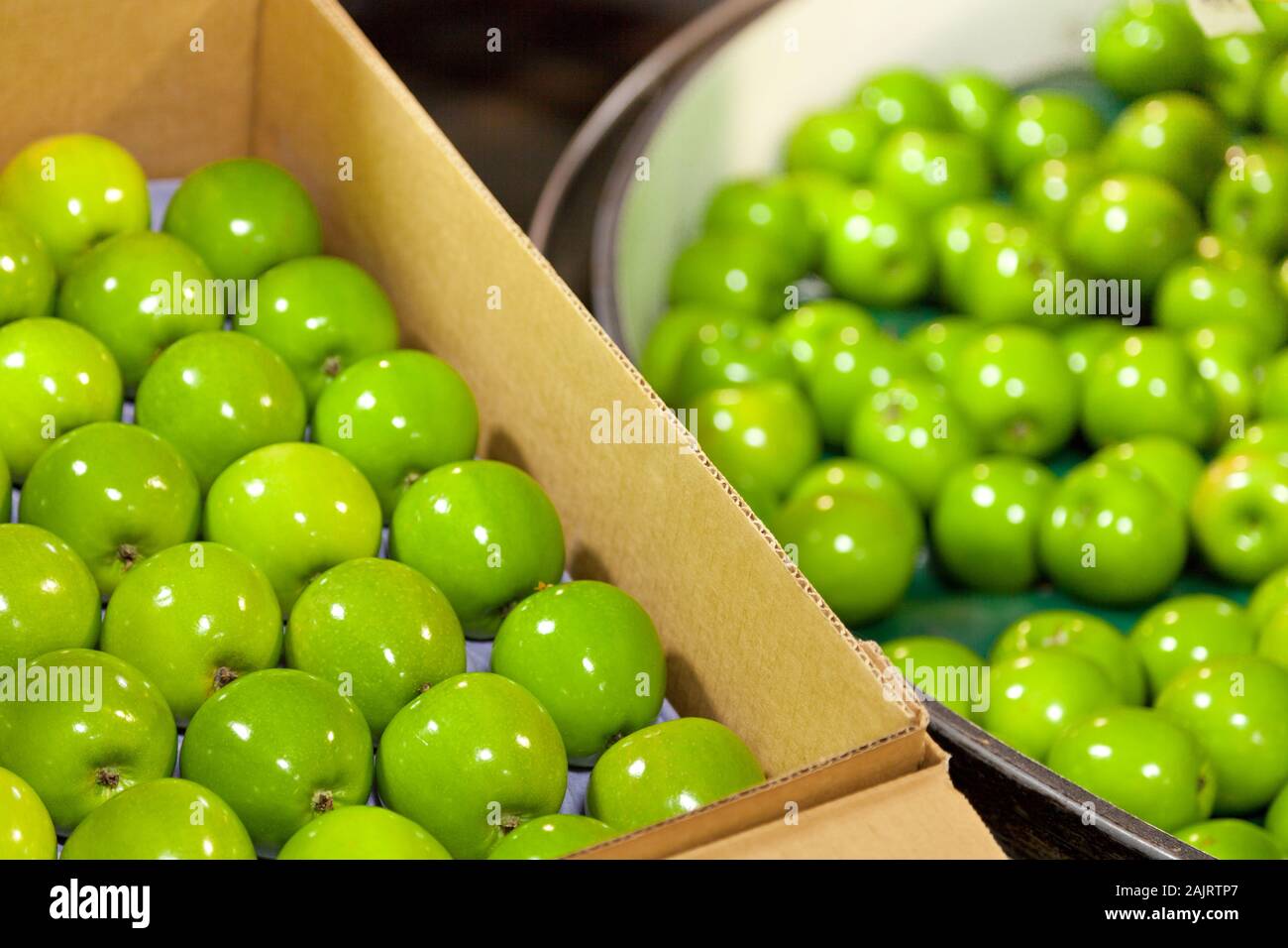 Fresco, verde le mele Granny Smith in un frutto magazzino di confezionamento Foto Stock