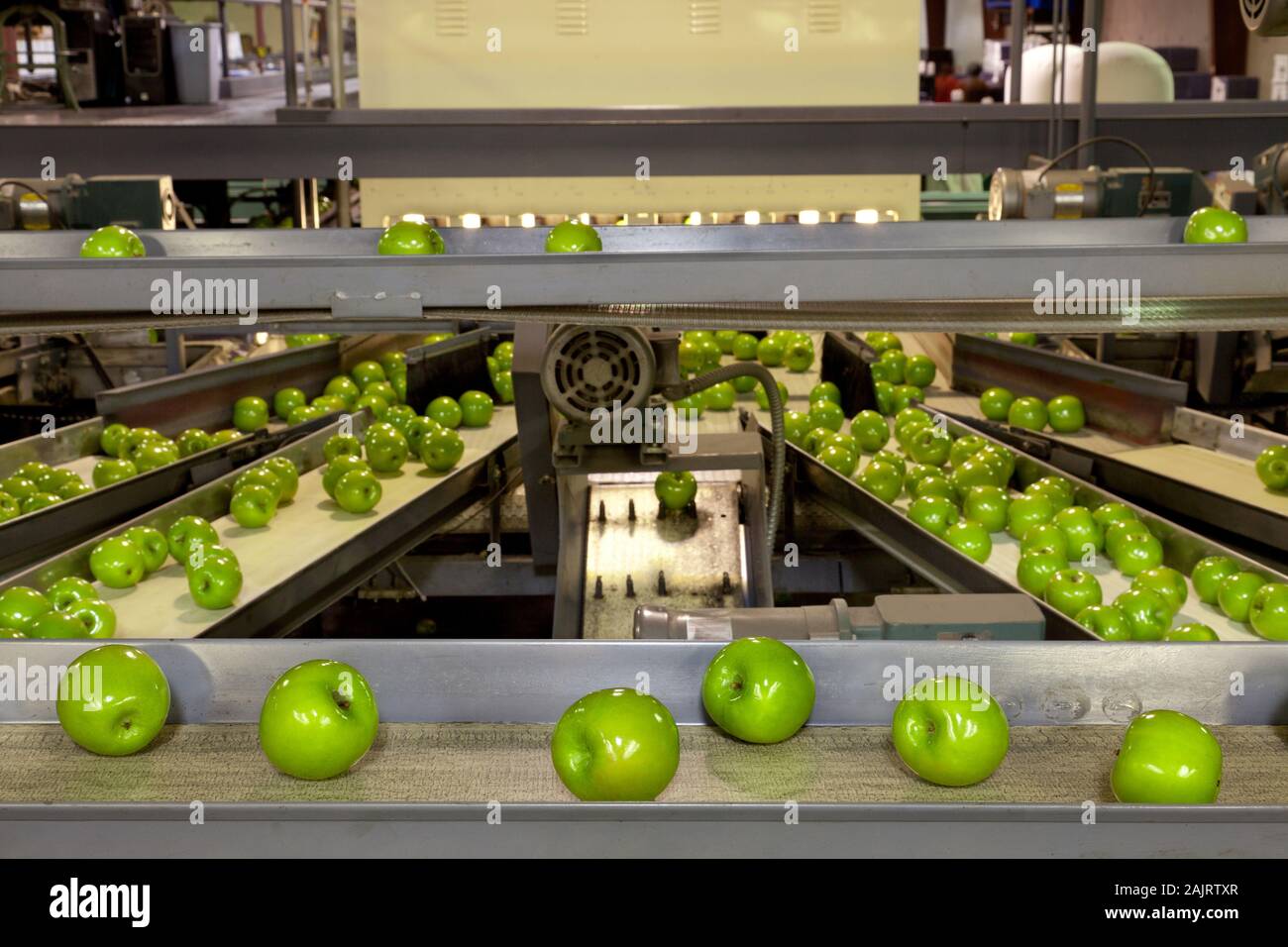 Fresco, verde le mele Granny Smith in un frutto magazzino di confezionamento Foto Stock