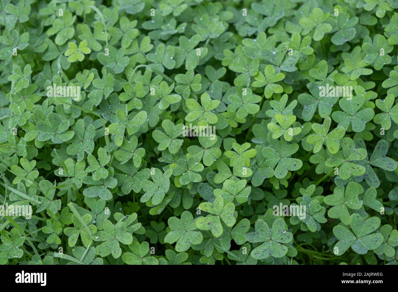 A foglia di trifoglio, erba di trifoglio texture di sfondo. Fresco verde shamrock foglie con dewdrops closeup view Foto Stock