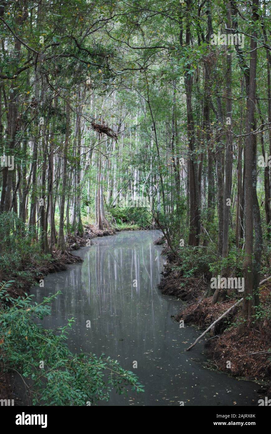 Una vista nella zona umida di Okeyfenokee Swamp sul confine tra Georgia e Florida negli Stati Uniti Foto Stock