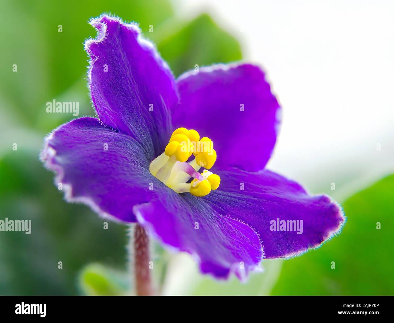African Violet viola fiore con pestello e stami su un foglie verde dello sfondo. Macrofotografia di fioritura Saintpaulia. Floricoltura come un hobby. Foto Stock