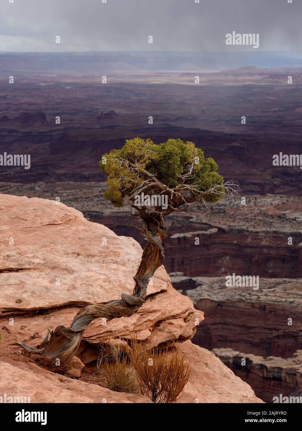 Un albero vicino alla Grand View Point si affacciano sul sentiero nel Parco Nazionale di Canyonlands. Foto Stock