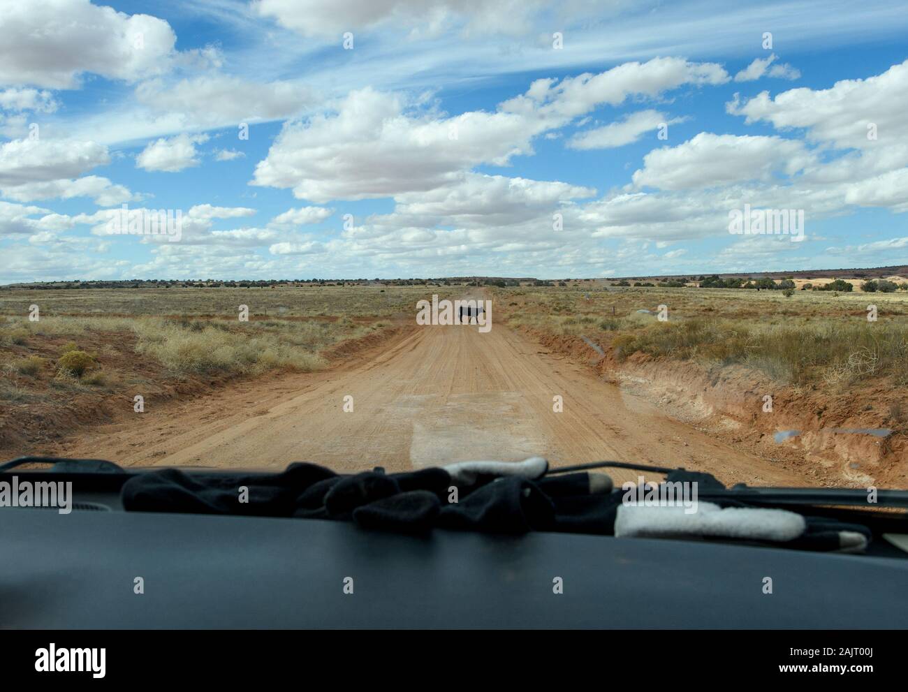 Vista dalla vettura di mucca che attraversa la strada sul Bureau of Land Management, BLM terreno vicino a Moab, Utah. Foto Stock