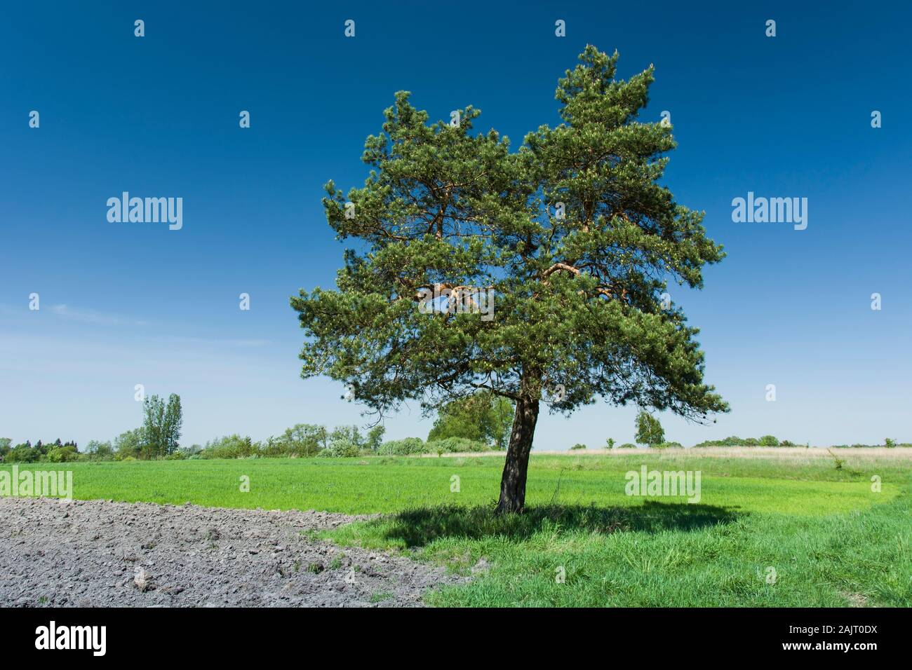 Grande conifera sul prato e cielo blu Foto Stock