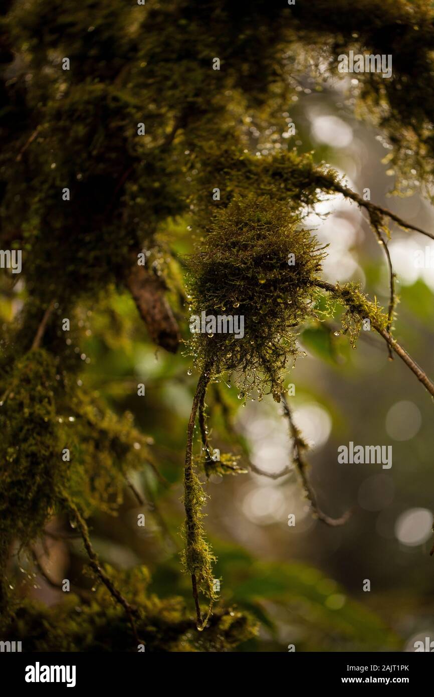 Immagine di belle piante parassite e fiori su albero nella Monteverde Cloud Forest Foto Stock