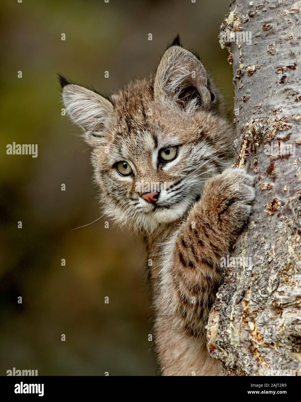 Gattino del gatto selvatico Foto Stock