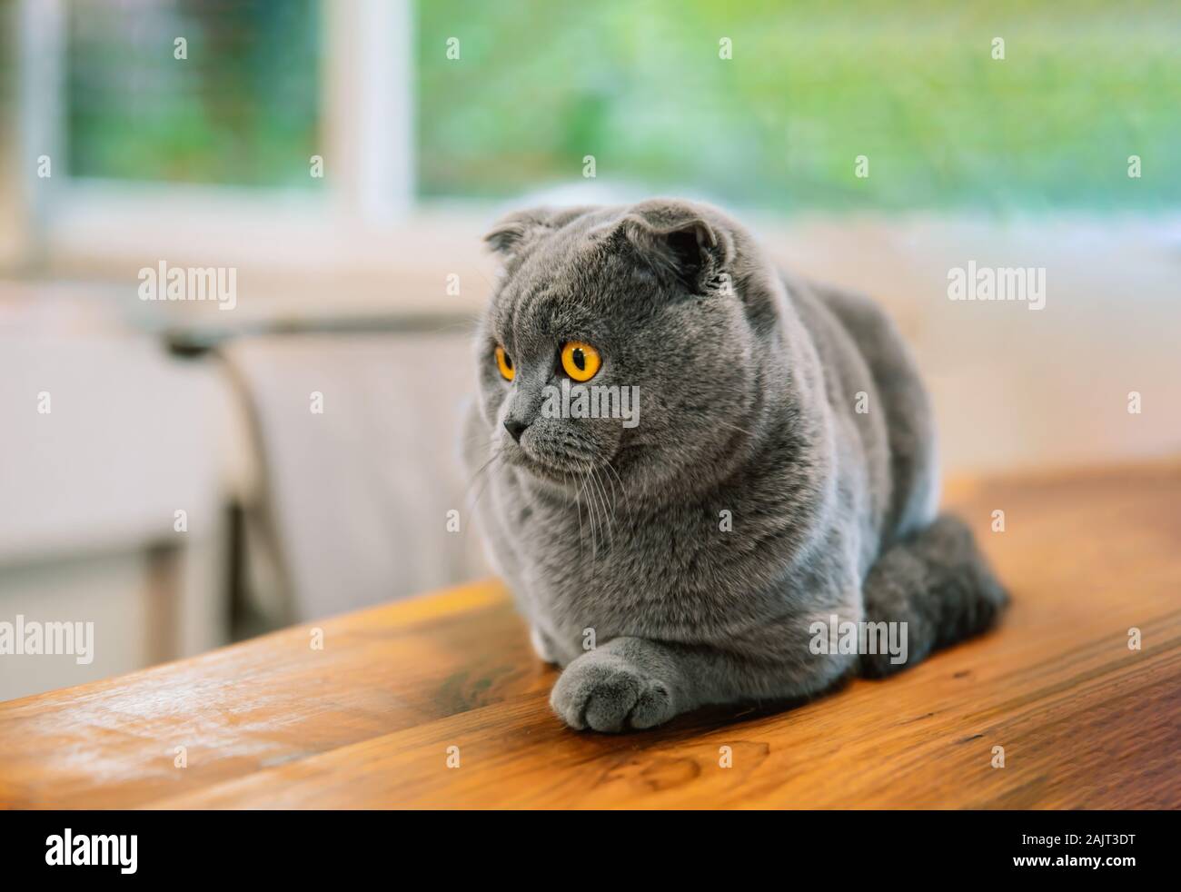 Carino e bel gatto. Questo è British Shorthair o Scottish Fold gatto grigio. Foto Stock