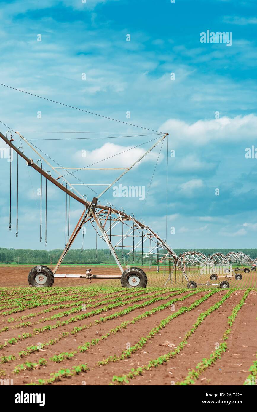 Perno del sistema di irrigazione in semi di soia coltivati e campo di mais, apparecchiature agricole per colture di irrigazione Foto Stock
