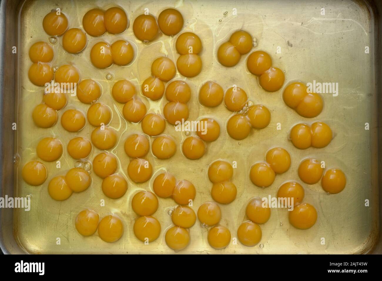 Un vassoio di doppio tuorlo delle uova. Un doppio tuorlo si verifica quando un pollo rilascia due tuorli nello stesso scafo, usualmente prodotta da polli giovani i cui sistemi riproduttivi non hanno ancora raggiunto la piena maturazione. Doppio tuorli possono provenire anche da vecchi polli quasi alla fine del loro uovo produzione di periodo. Foto Stock