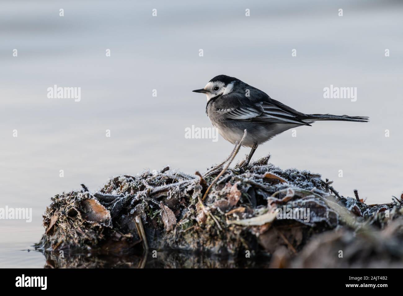 Pied wagtail (Motacilla alba) appollaiato su un pupazzo di neve a riva, Loch Leven Riserva Naturale Nazionale, Scotland, Regno Unito. Foto Stock