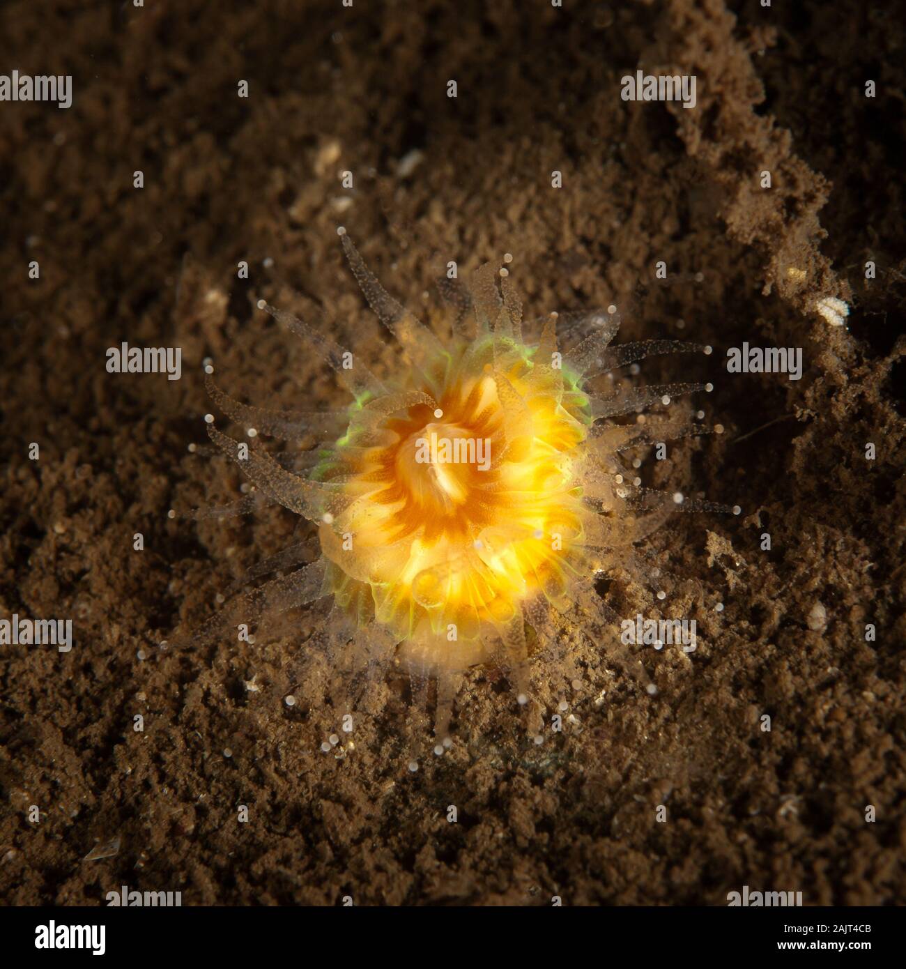 Un colorato Devonshire Cup Coral (Caryophyllia smithii) alimentazione, Loch Fyne, Scotland, Regno Unito. Foto Stock