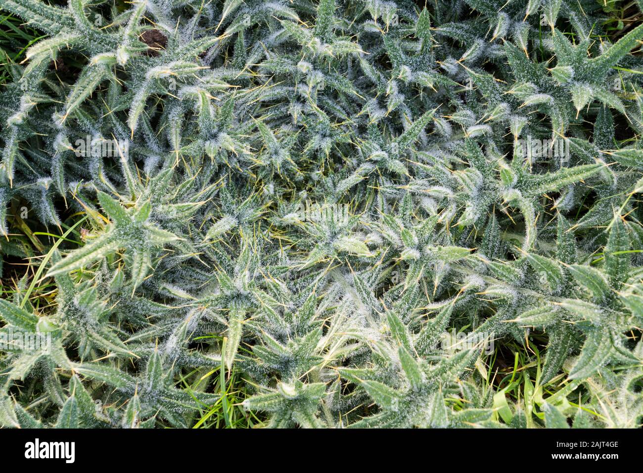 Carlina acaulis, stemless carline thistle, in inverno Foto Stock