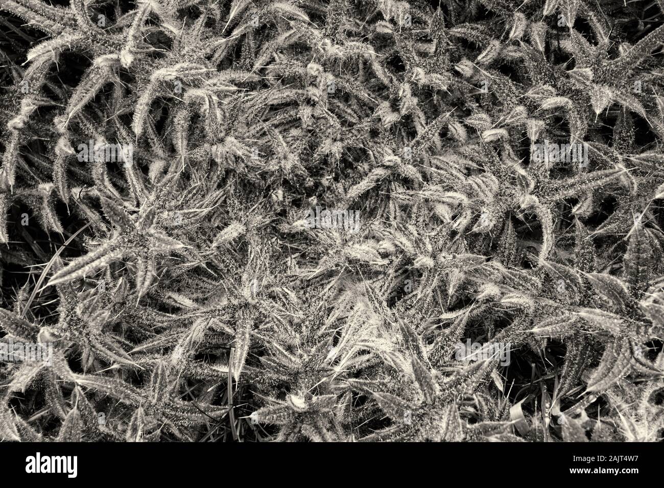 Carlina acaulis, stemless carline thistle, in inverno Foto Stock