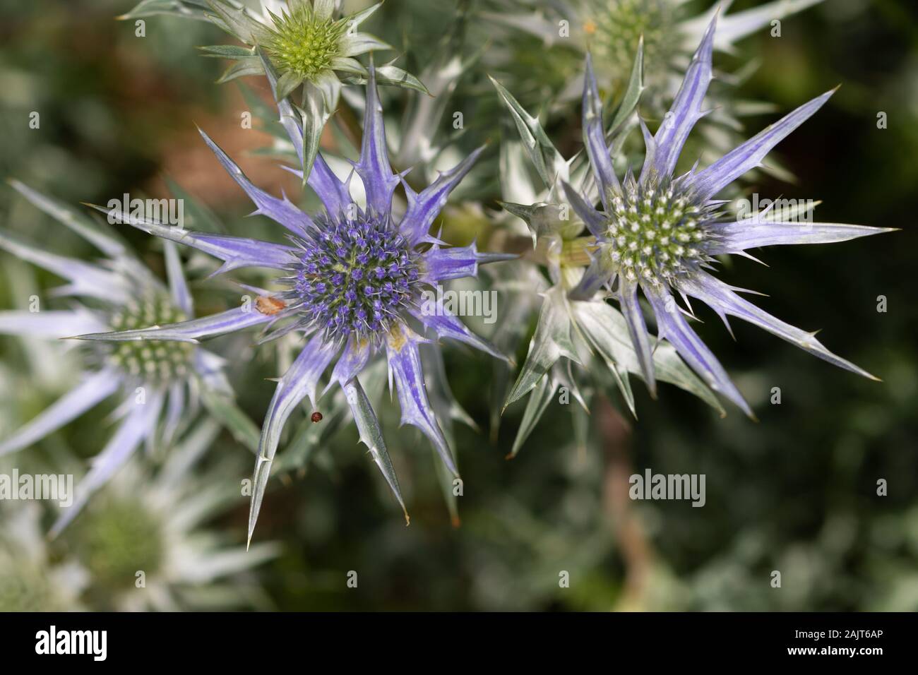 Mediterraneo Mare agrifoglio (Eryngium bourgatii) fiori Foto Stock