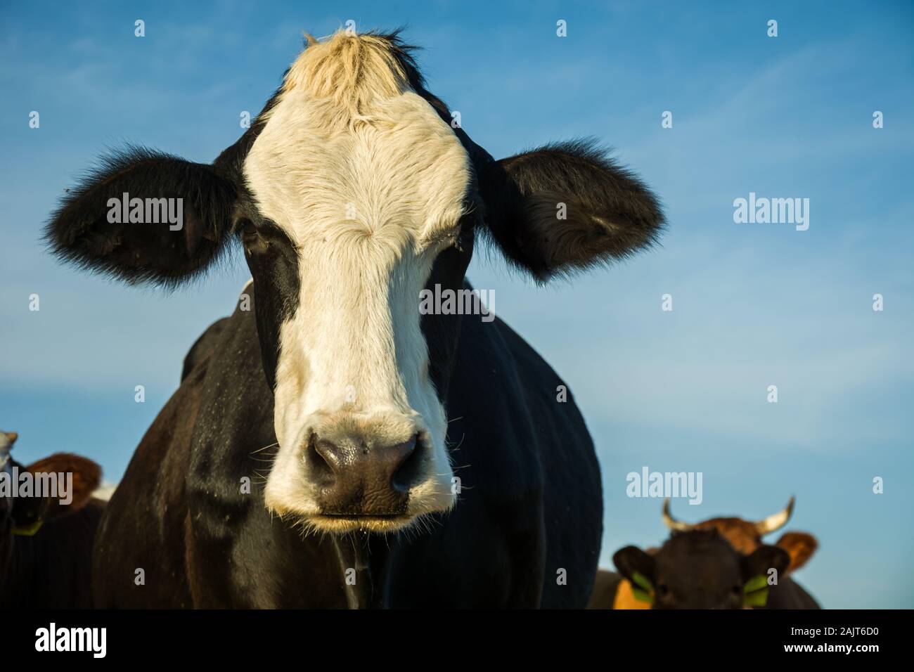 Mucca nera con il naso bianco e blu cielo Foto Stock
