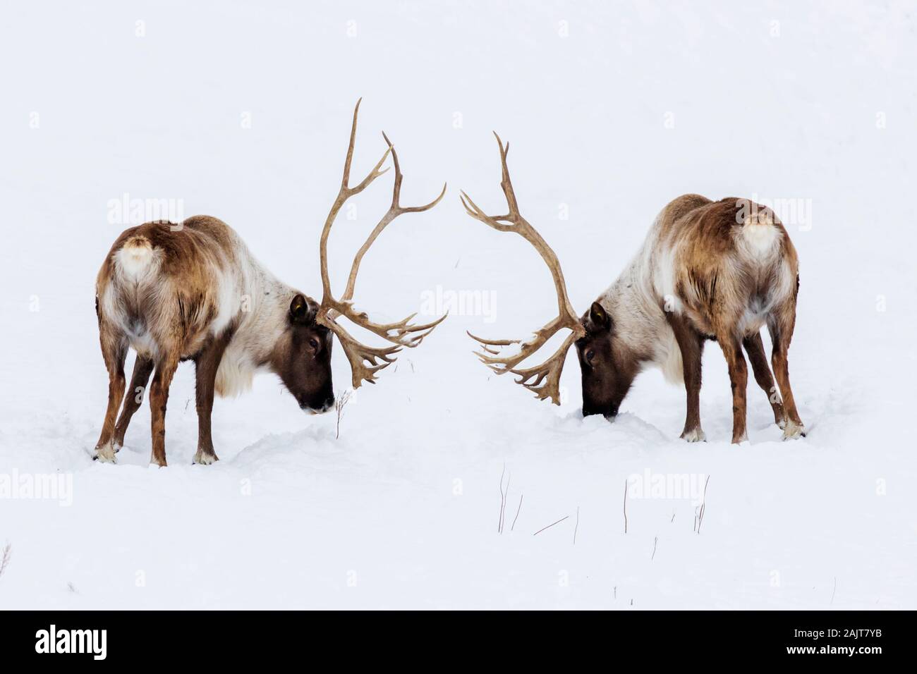 Boreale terreno boscoso dei caribù in inverno (Rangifer tarandus Caribou Coffee Company) Foto Stock