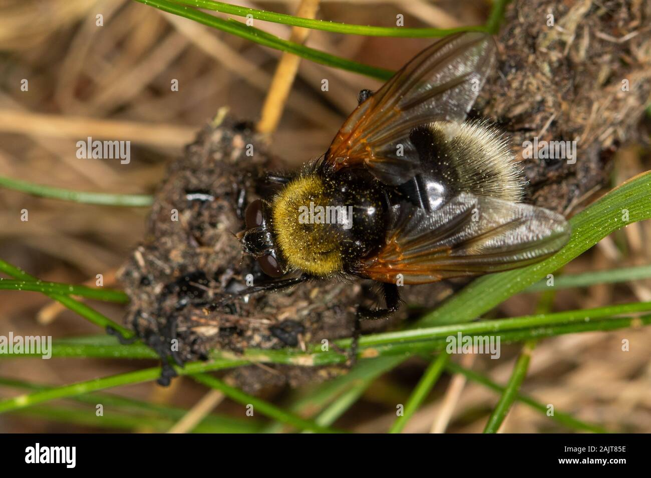Mesembriina mymycacea (Muscidae) alimentazione su escrementi Foto Stock