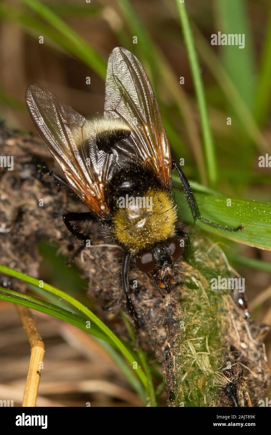Mesembriina mymycacea (Muscidae) alimentazione su escrementi Foto Stock