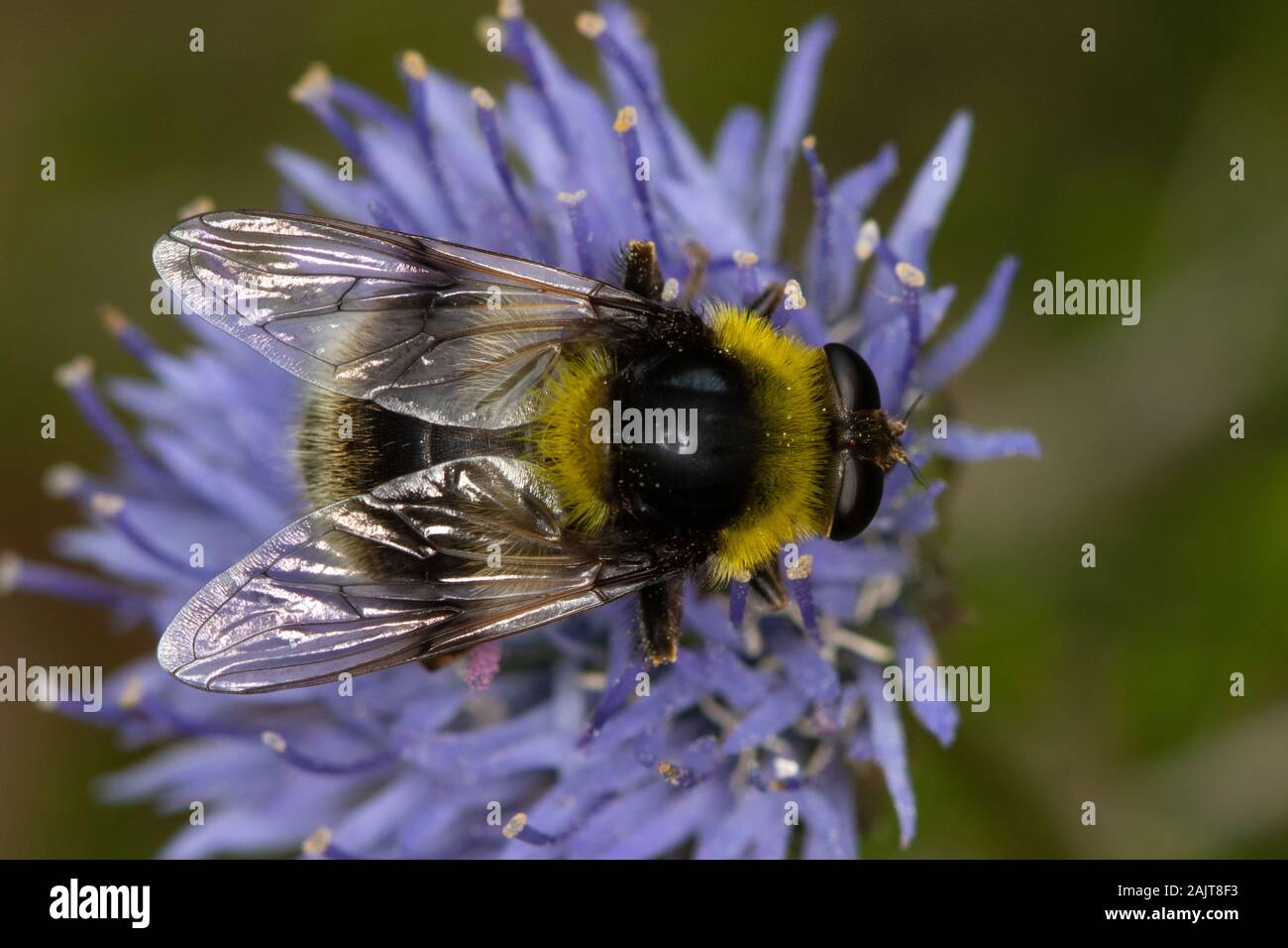 Volucella femmina bomylans (un hoverfly bumblebee-mimare) Foto Stock