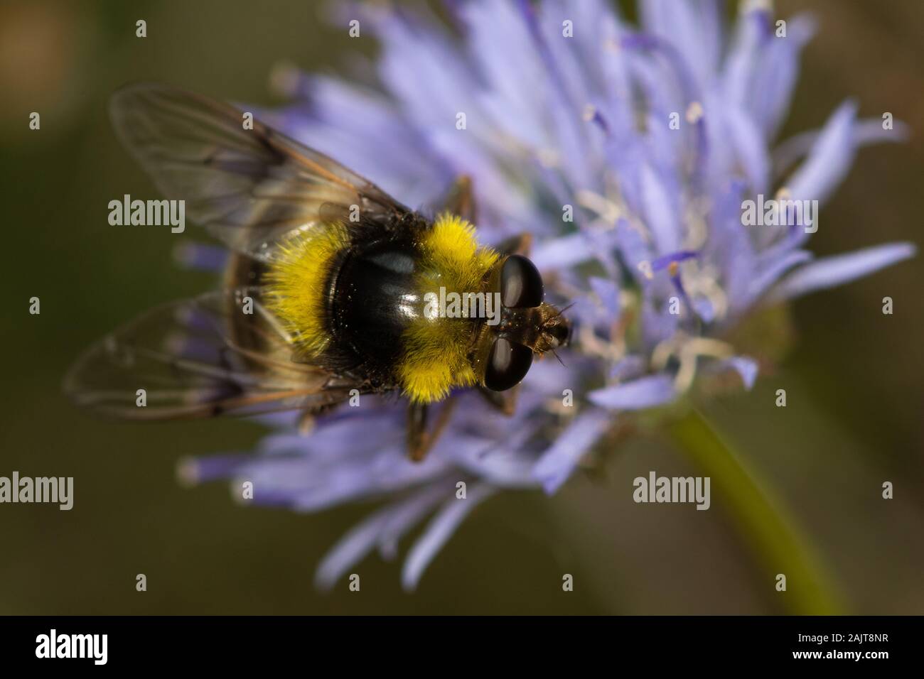 Volucella femmina bomylans (un hoverfly bumblebee-mimare) Foto Stock