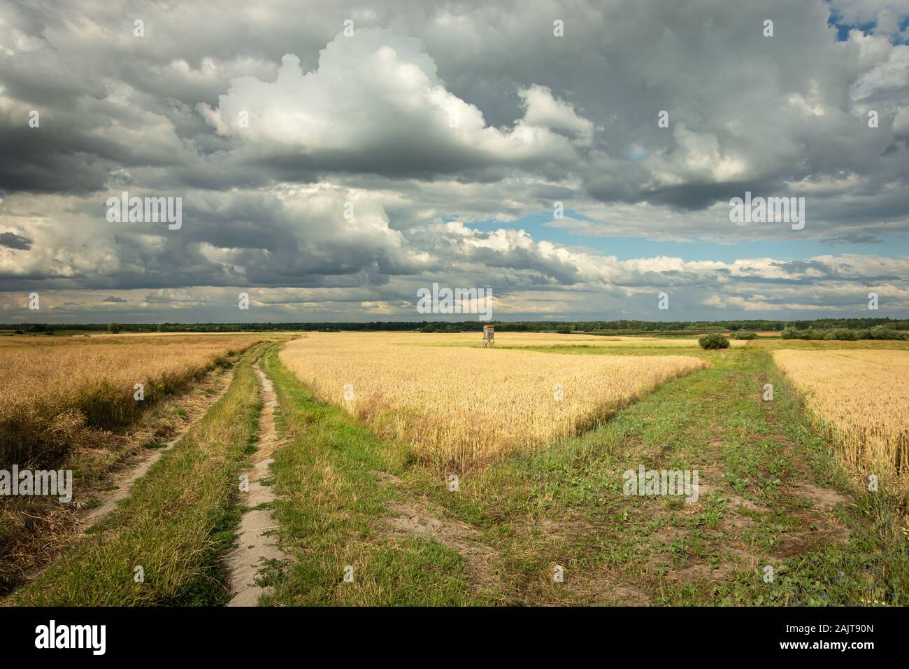 Strada sterrata attraverso un campo di grano, orizzonte grigio e le nuvole del cielo Foto Stock