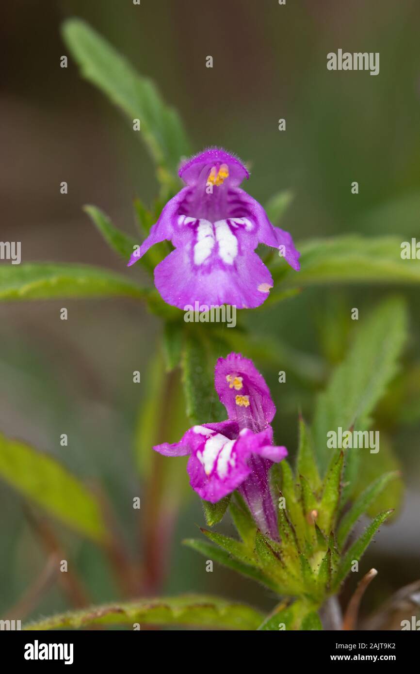 Galeopsis ladanum ssp. Angustifolia fiore Foto Stock
