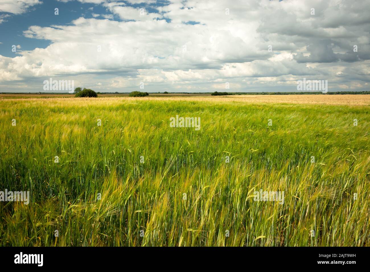 Verde campo di orzo, i trend con orizzonte di riferimento e il bianco delle nuvole del cielo Foto Stock
