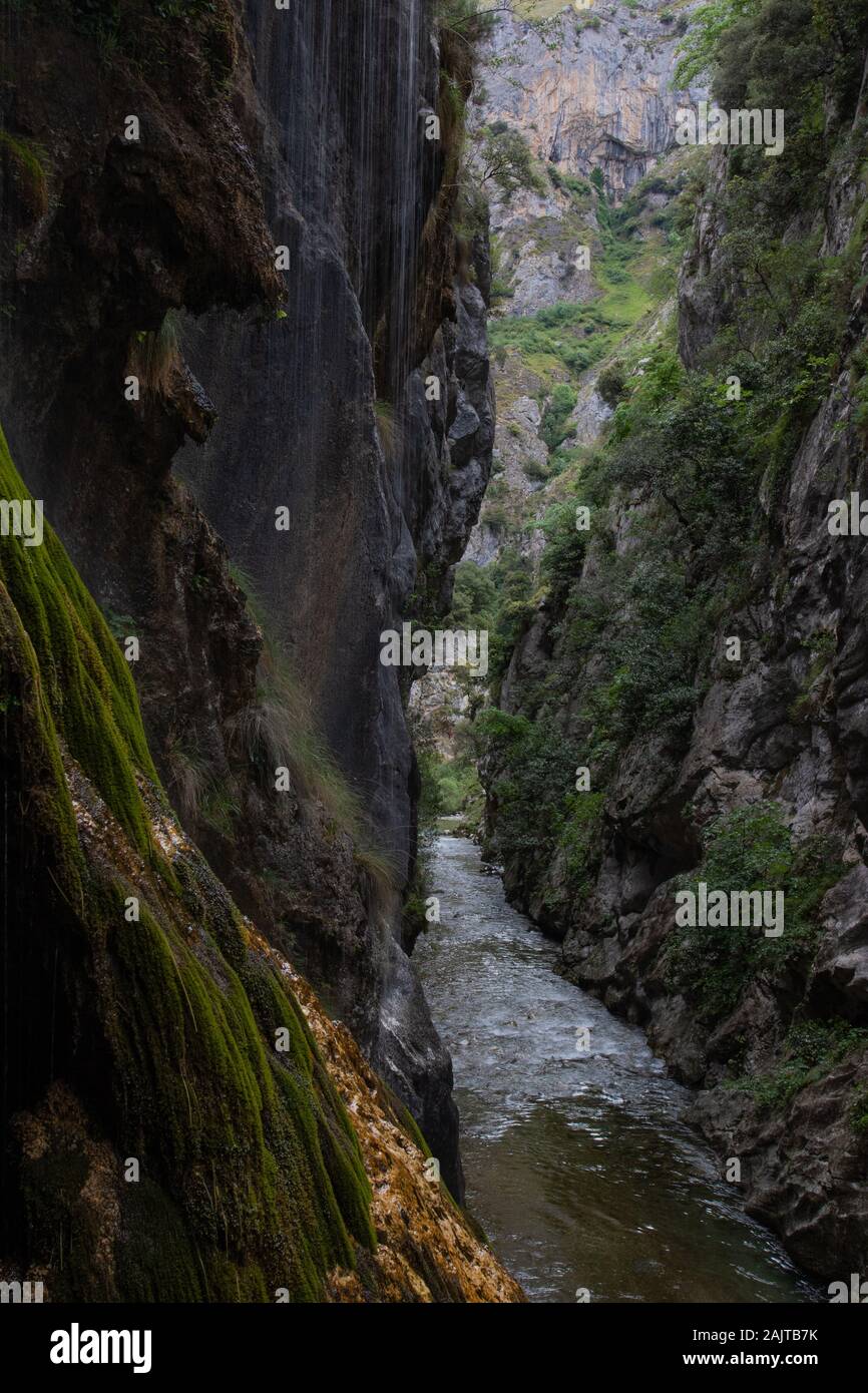 La scogliera verticale coperta da muschio si affaccia in una stretta sezione della gola del Rio Cares, il Parco Nazionale Picos de Europa, Spagna Foto Stock