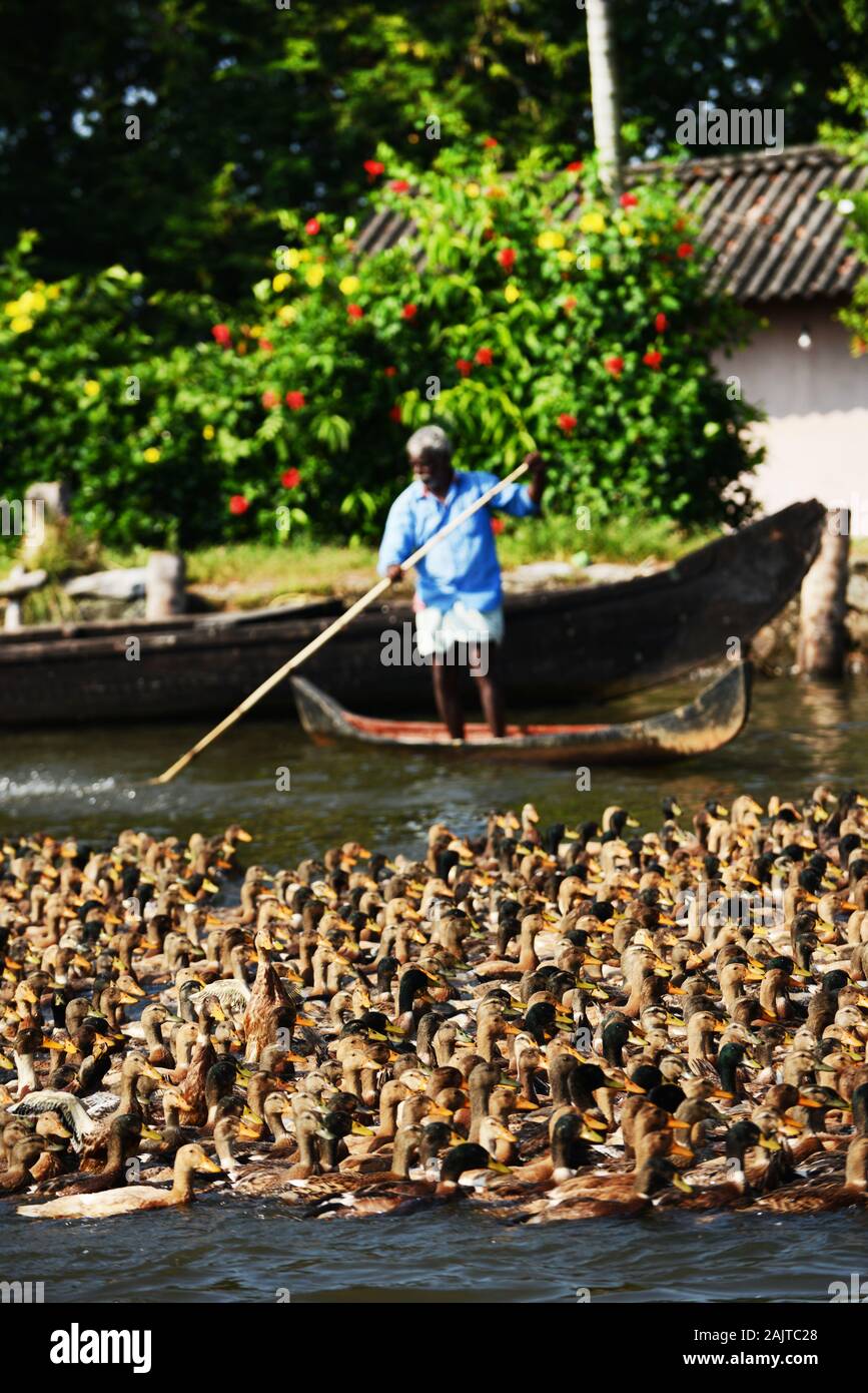 Anatra agricoltori nel Kerala Backwaters mandria un enorme gregge di anatre domestiche lungo un canale fluviale Foto Stock