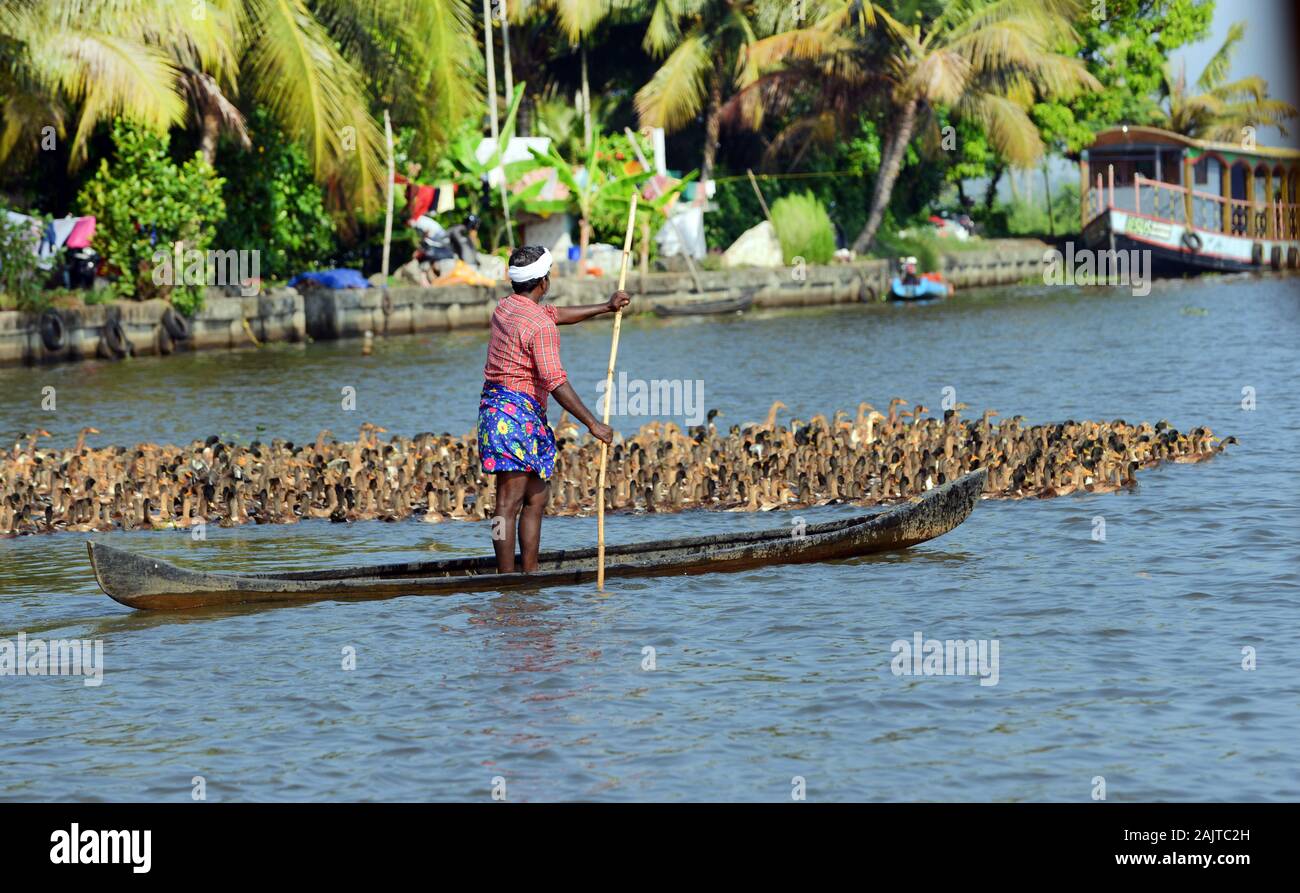 Anatra agricoltori nel Kerala Backwaters mandria un enorme gregge di anatre domestiche lungo un canale fluviale Foto Stock