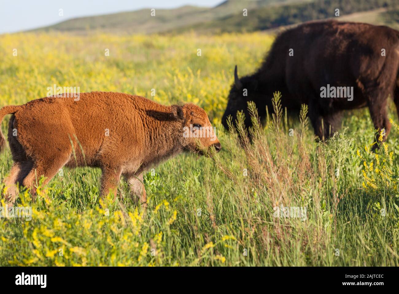 Un bambino bison corre e si svolge in alto di prateria di erba e fiori selvatici di Custer State Park, Sud Dakota. Foto Stock