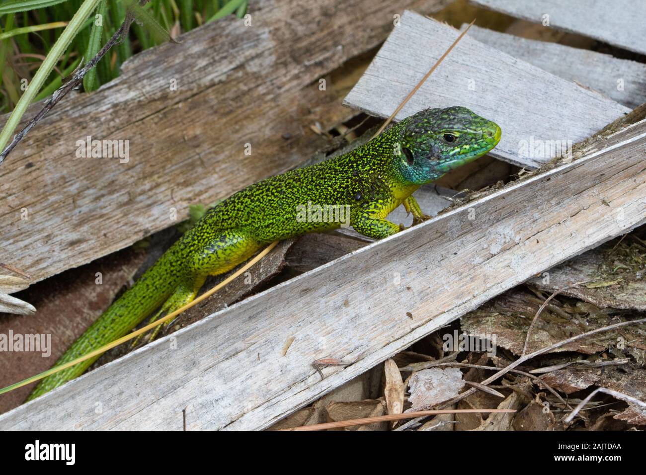 Western Green Lizard (Lacerta bilineata) riposante in una pila di legname scartato Foto Stock
