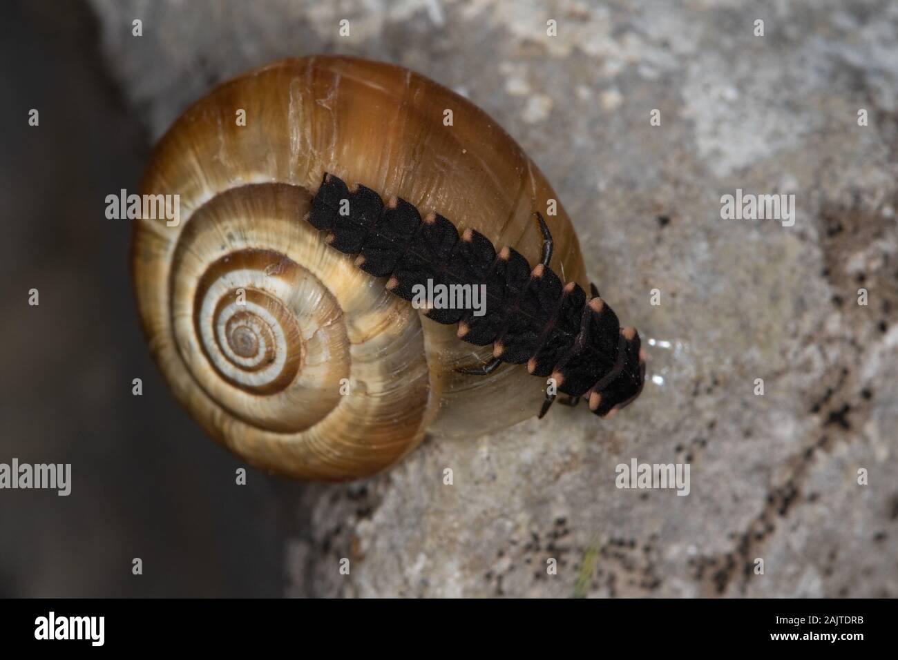 Larva di una Glow-worm (Lampyris noctiluca), attaccando una lumaca Foto Stock