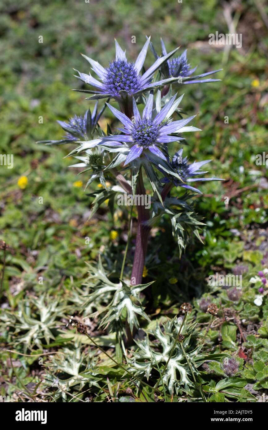 Mediterraneo Mare agrifoglio (Eryngium bourgatii) fiore Foto Stock