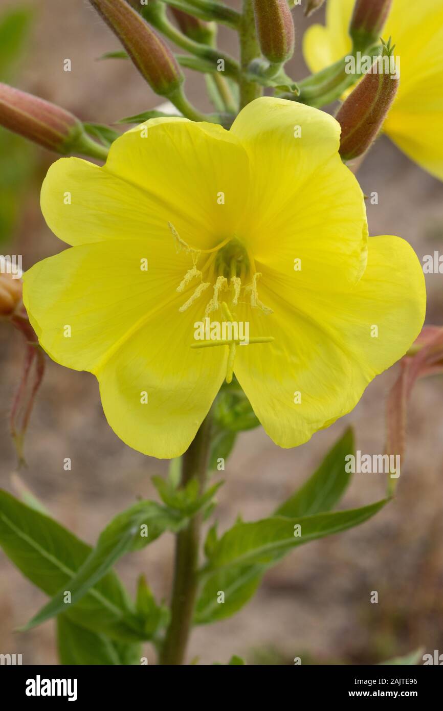 Fiore grande Sera-primula (Oenothera glazioviana) fiore Foto Stock