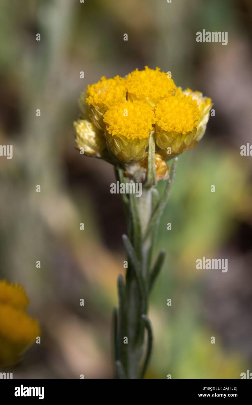 Helichrysum stoechas (comune Rubby Eterna) fiori Foto Stock