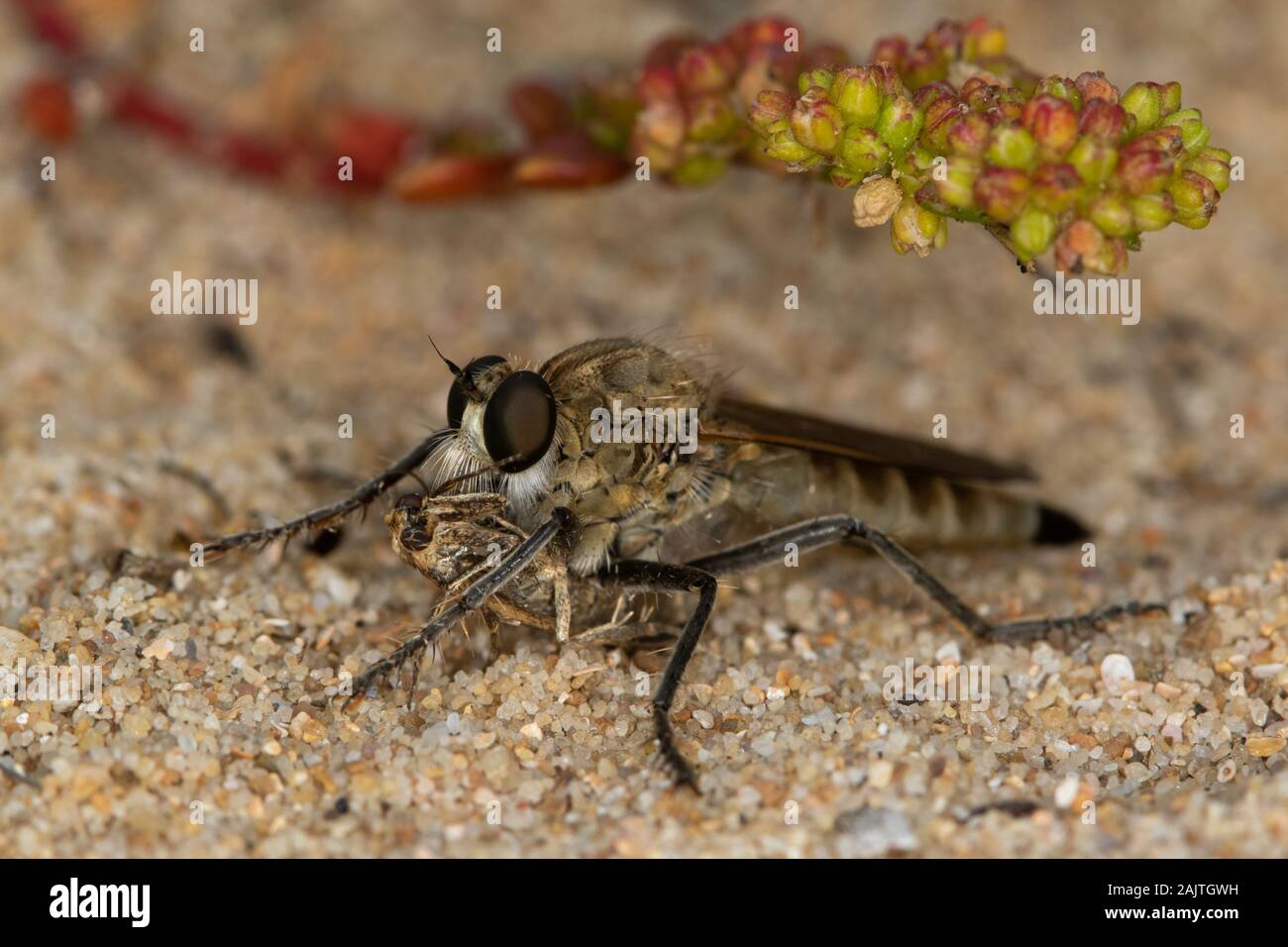 RRobberfly sp. (Asilidae) nutrirsi su una falena su una duna di sabbia costiera nella Spagna settentrionale Foto Stock