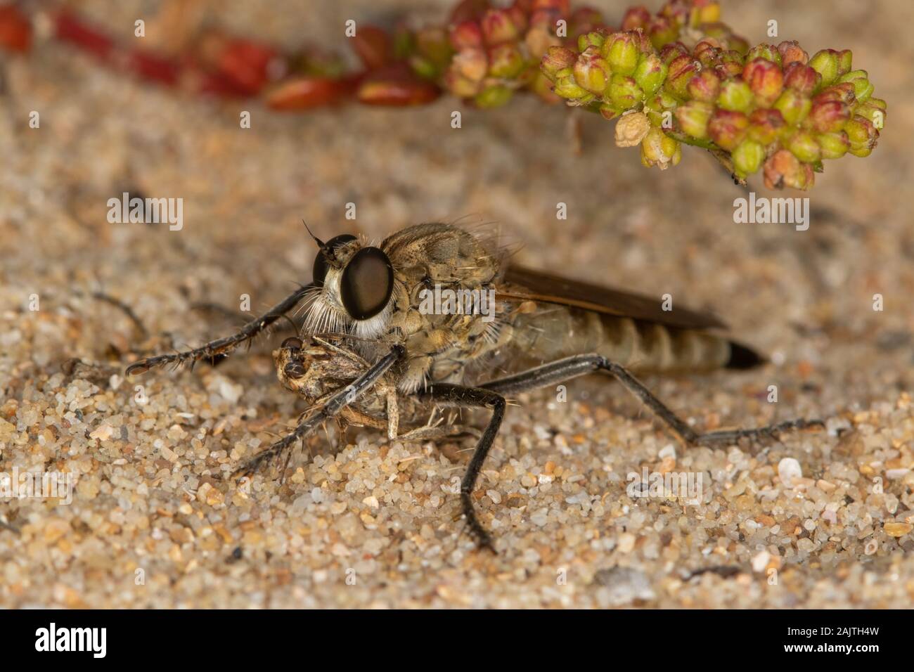 RRobberfly sp. (Asilidae) nutrirsi su una falena su una duna di sabbia costiera nella Spagna settentrionale Foto Stock