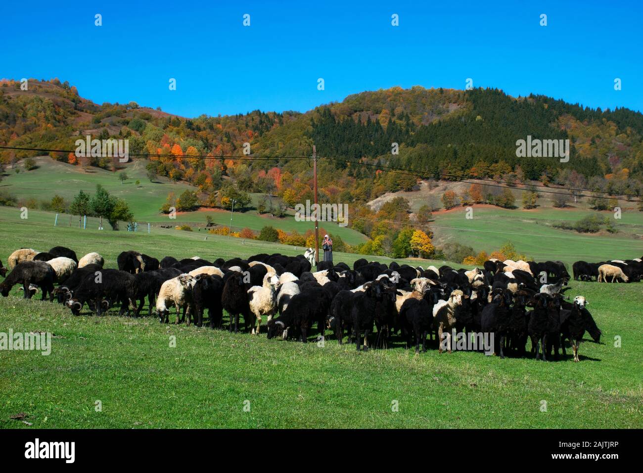 Artvin, Turchia, foto scattata il 15 ottobre 2019: Femmina pastore e gregge di pecore sul plateau in autunno Foto Stock