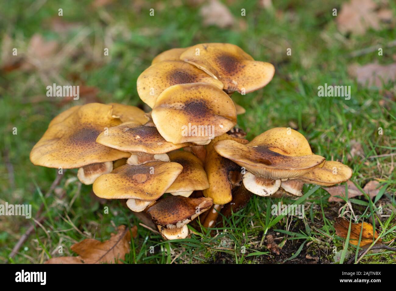 Chiodino (Armillaria mellea) Foto Stock