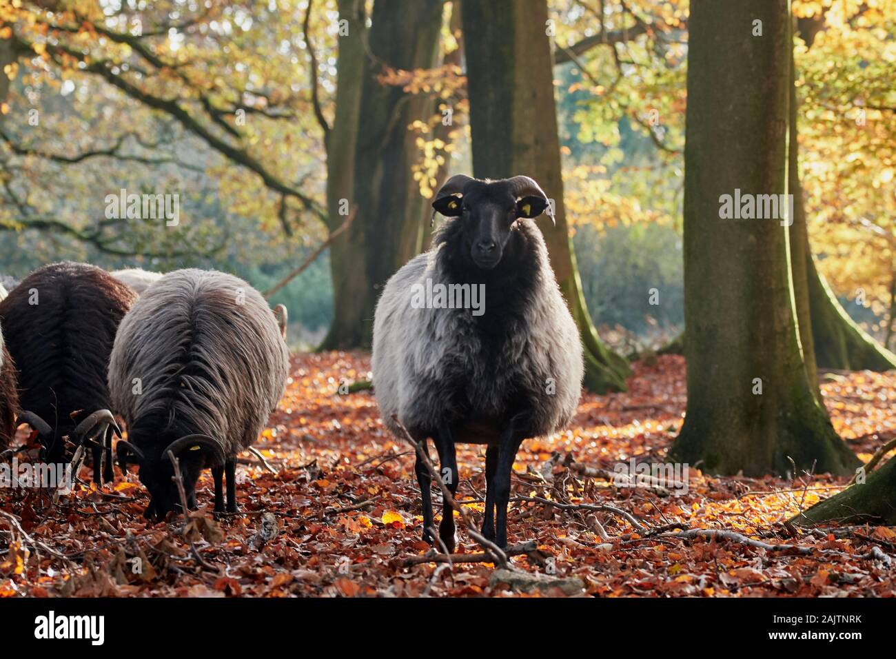 Pecore di brughiera tedesche, chiamate anche Heidschnucce, nella foresta autunnale di Luneburg Heath, vicino a Wilsede, Germania Foto Stock