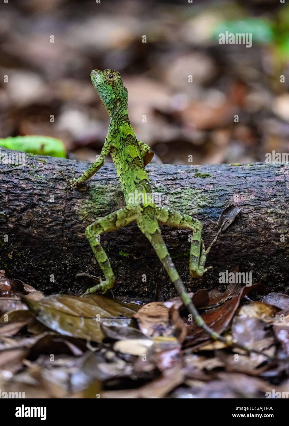 Una lucertola verde sul pavimento della foresta atlantica. Pernambuco del Brasile. Foto Stock