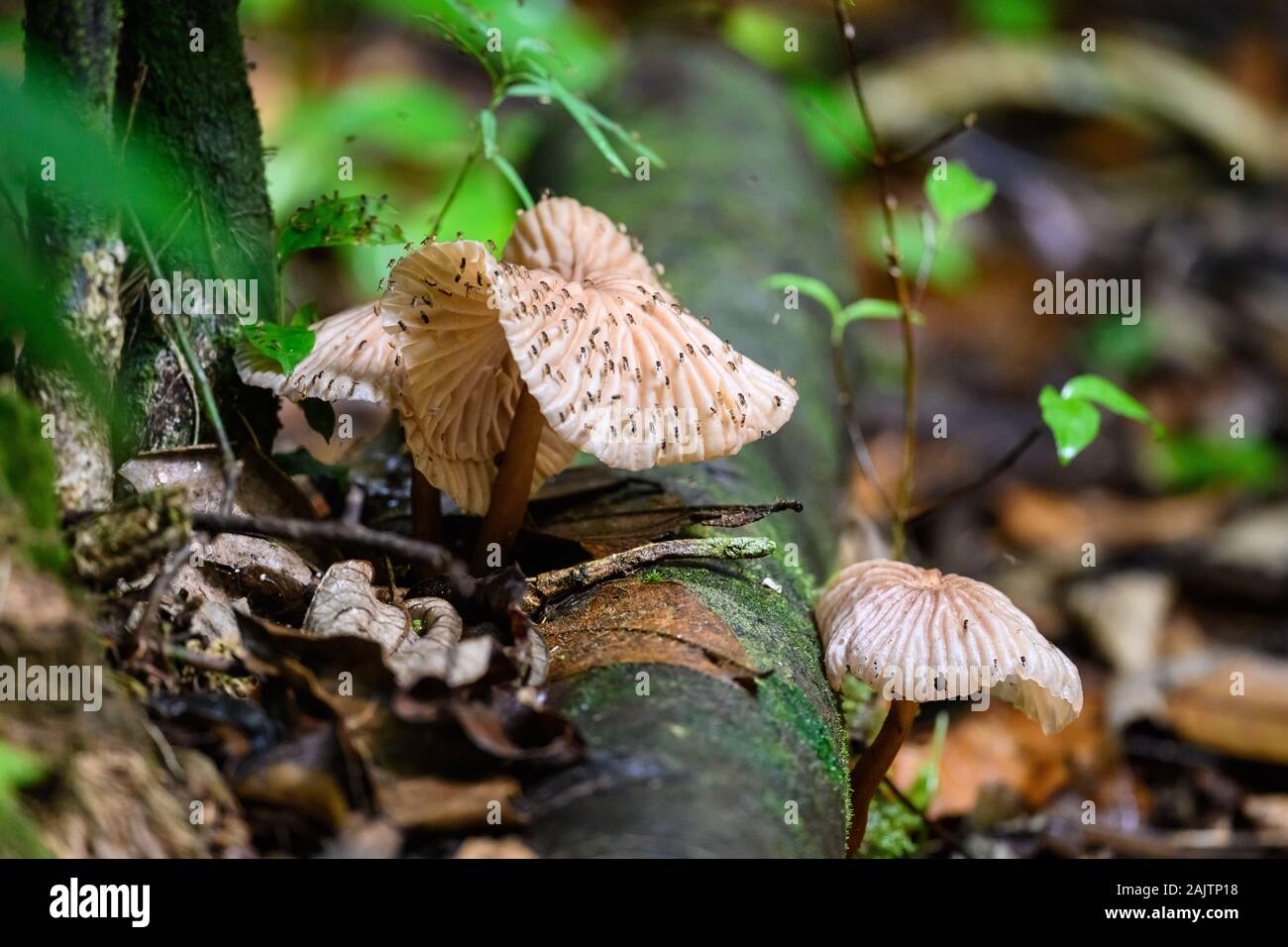 I funghi selvatici attacted sciame di piccole zanzare nella foresta Atlantica. Bahia, Brasile. Foto Stock