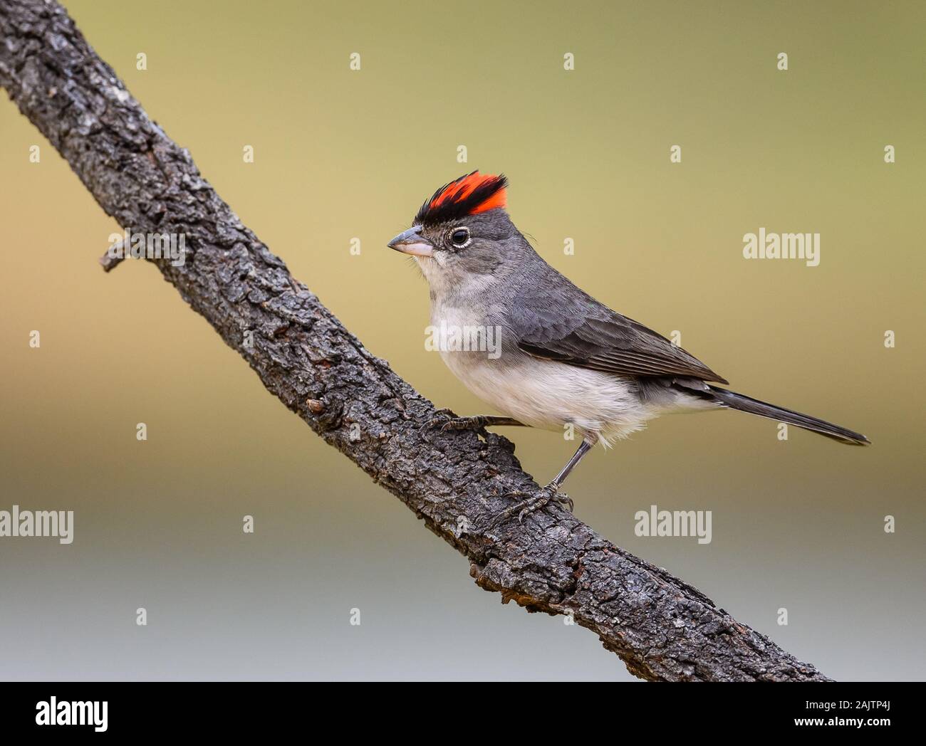 Pileated Finch (Coryphospingus pileatus) con bellissima cresta rossa. Potengi, Ceará, Brasile. Foto Stock
