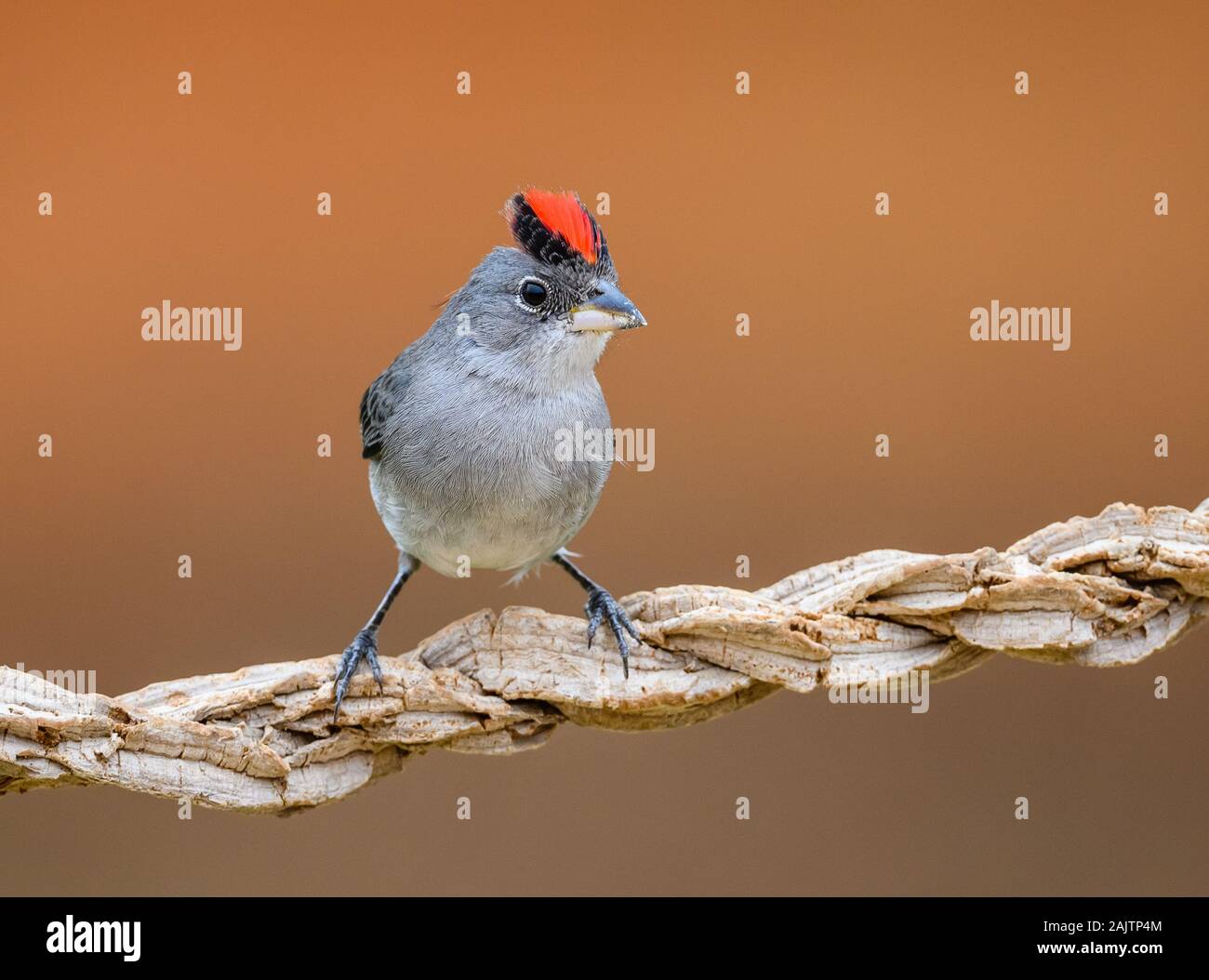 Pileated Finch (Coryphospingus pileatus) con bellissima cresta rossa. Potengi, Ceará, Brasile. Foto Stock