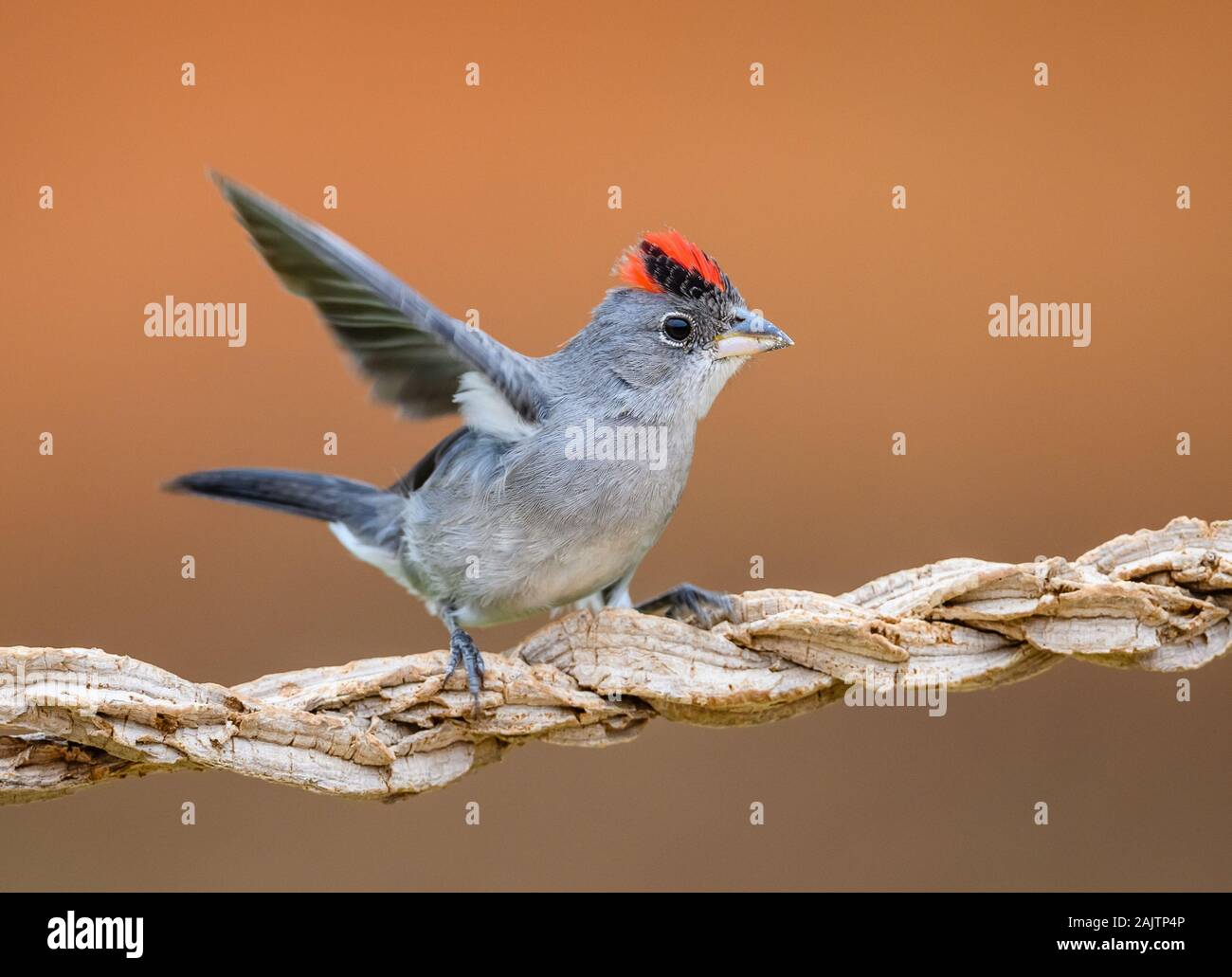 Pileated Finch (Coryphospingus pileatus) con bellissima cresta rossa. Potengi, Ceará, Brasile. Foto Stock