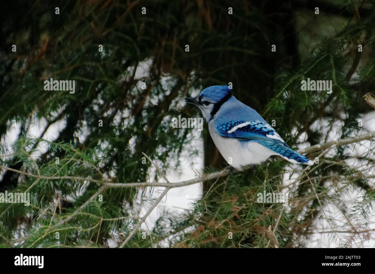 Un blue jay appollaiato in un albero nel bosco. Il blue jay (Cyanocitta cristata) è un passerine songbird dell'ordine Passeriformes nella famiglia Corvida Foto Stock