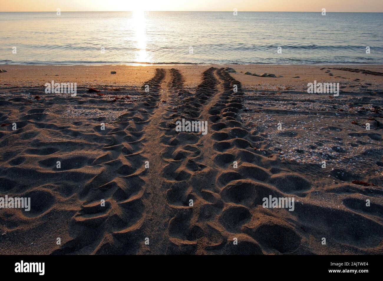 Tartaruga di mare le vie croce spiaggia di rocce di soffiaggio preservare sull isola di Jupiter, Florida in inizio di mattina di luce. Foto Stock