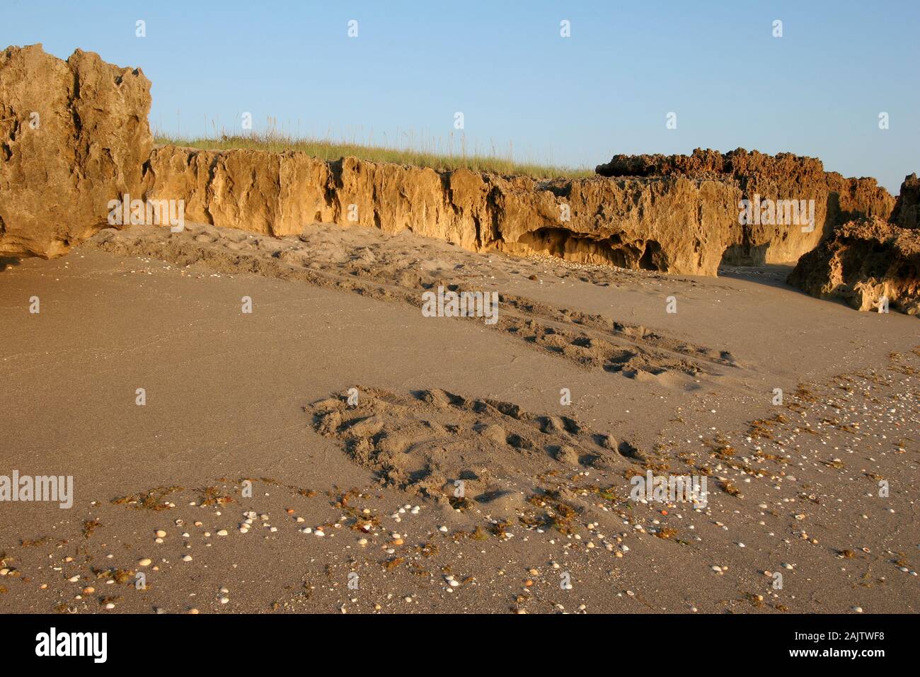 Tartaruga di mare le vie croce spiaggia di rocce di soffiaggio preservare sull isola di Jupiter, Florida in inizio di mattina di luce. Foto Stock