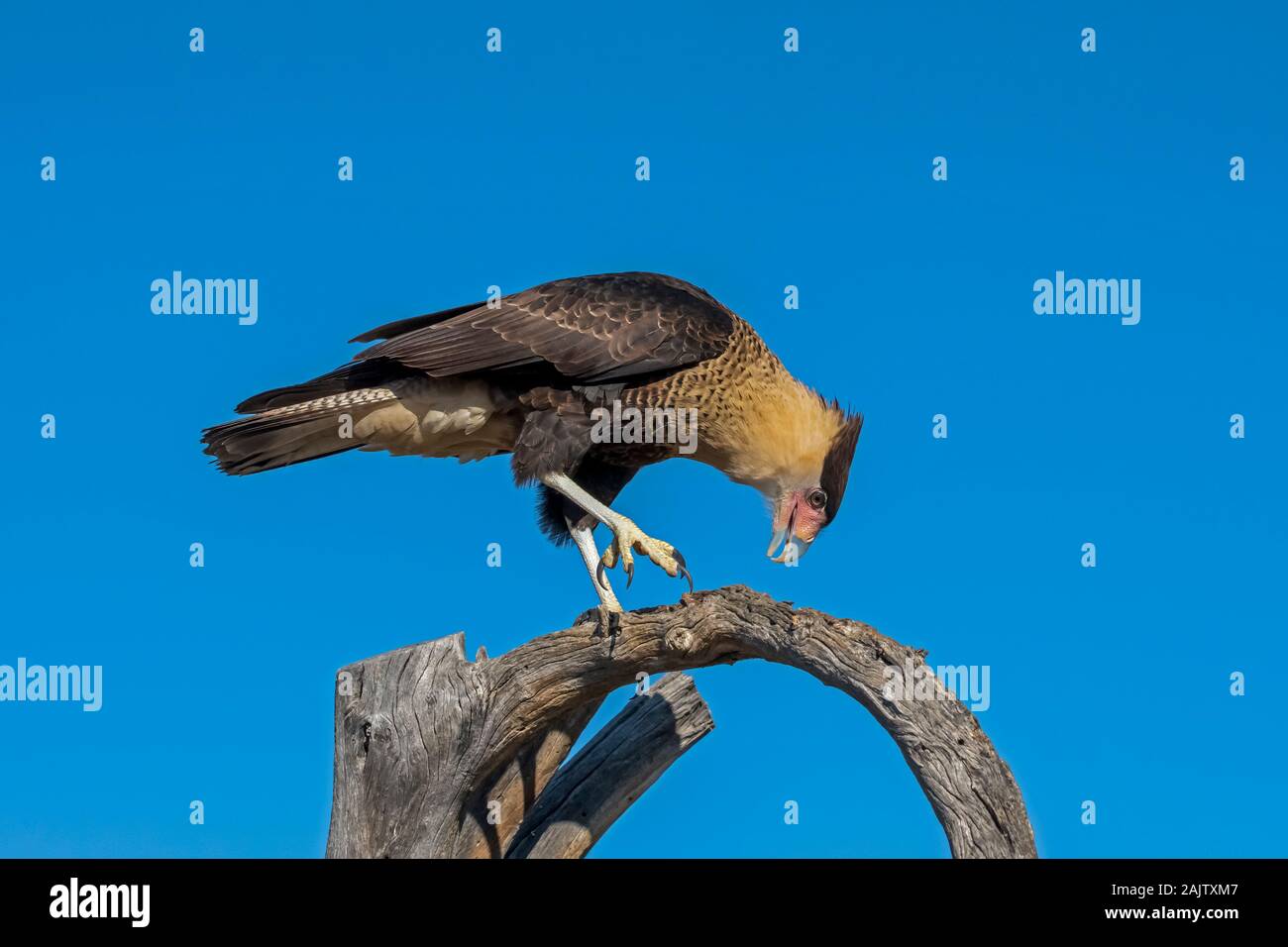 Crested Caracara camminando lungo un albero morto il ramo Foto Stock